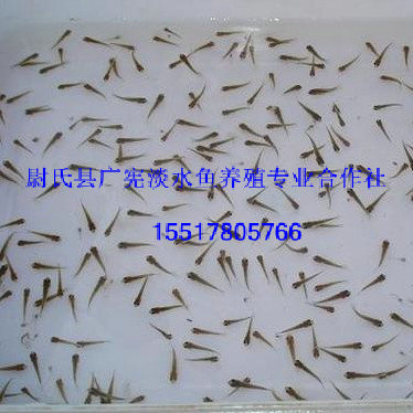 草鱼苗价格|草鱼苗价格厂家 