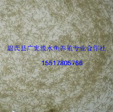 草鱼苗多少钱一斤|草鱼苗价格 
