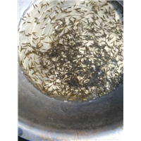 河南鱼苗｜河南草鱼苗｜河南草鱼苗批发 