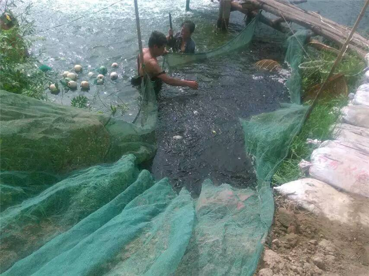 草鱼苗养殖基地|草鱼苗批发 