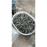 一斤200尾草鱼苗出售｜河南草鱼苗批发 