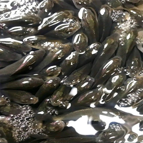开封鲤鱼苗批发价格