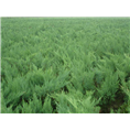 供应精品沙地柏-陕西榆林沙地柏 