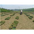 榆林草坪批发|陕西草坪批发