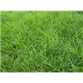 榆林草坪批发|陕西草坪批发