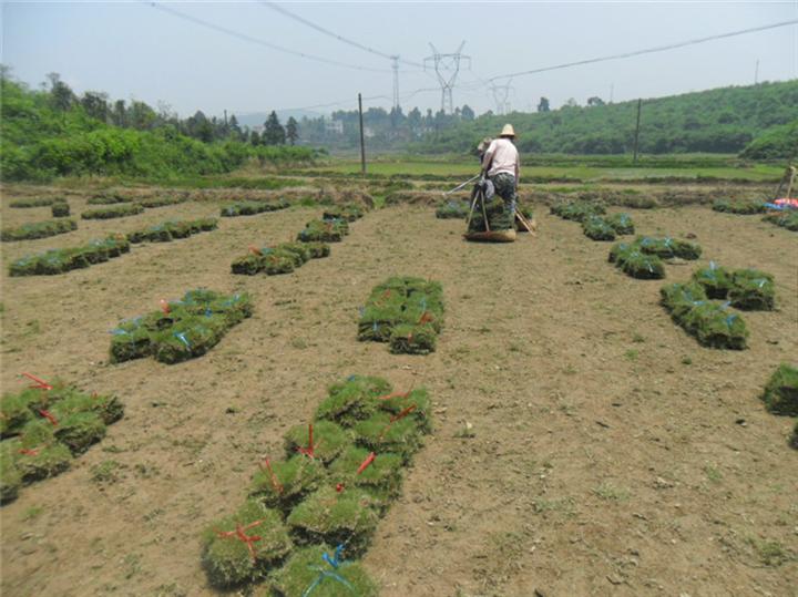 榆林草坪批发|陕西草坪批发