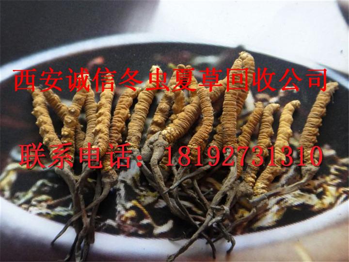 西安收购冬虫夏草【量大上门收购】回收价格 