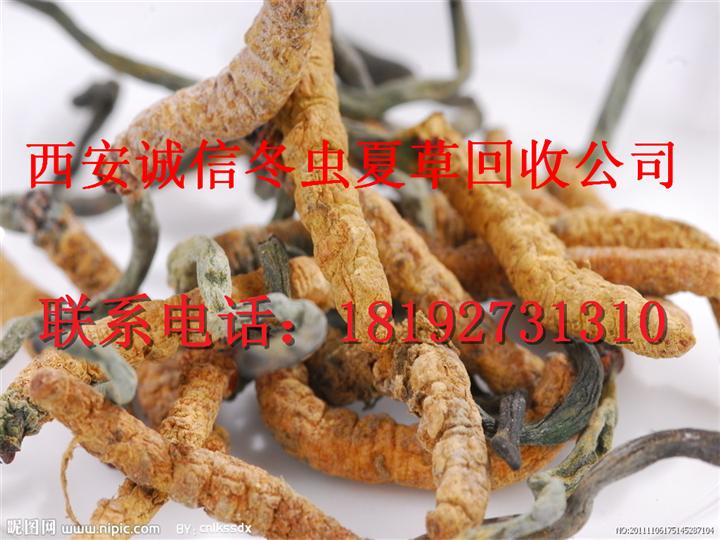 西安虫草回收公司 冬虫夏草回收价格 