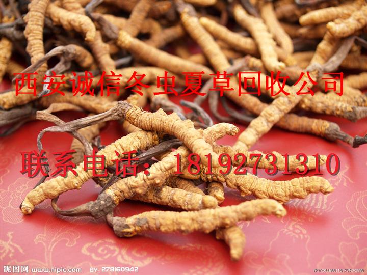 西安曲江新区虫草回收，冬虫夏草回收。 