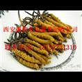 西安那里有收购冬虫夏草-诚信虫草回收店 