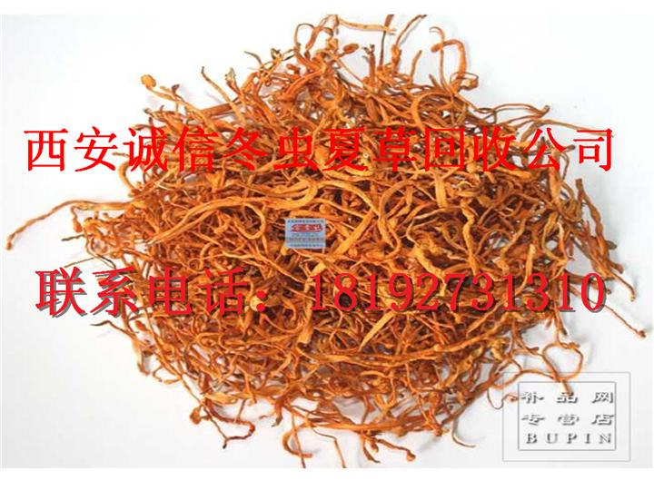 西安冬虫夏草回收|西安回收冬虫夏草 