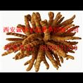 西安回收虫草 冬虫夏草回收价格 