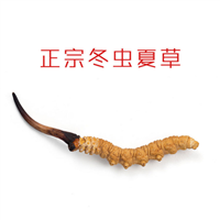 成都虫草回收| 成都上门回收烟酒 