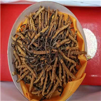 成都虫草的功效
