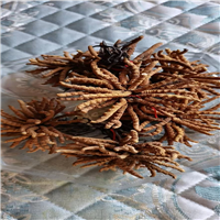 成都虫草要怎么辨别