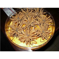 武侯区冬虫夏草回收， 