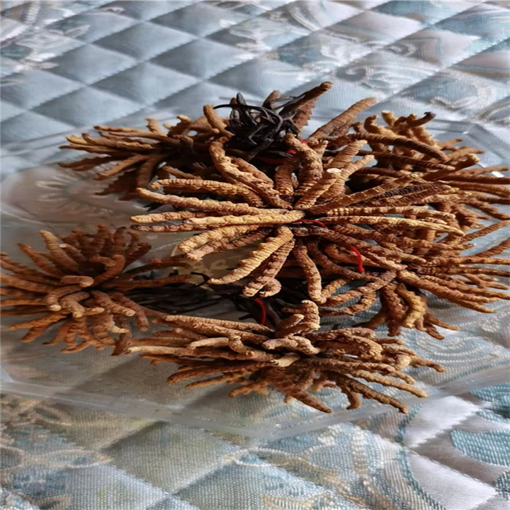 成都冬虫夏草对人体作用