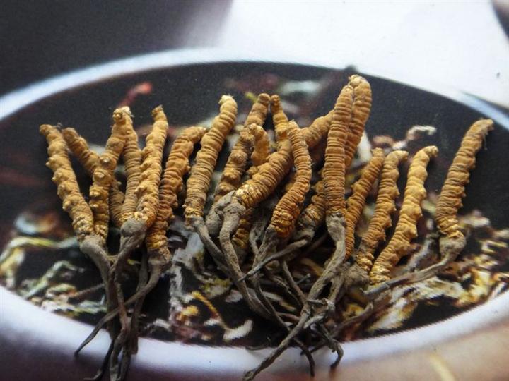 昆明冬虫夏草回收 