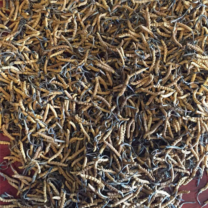 昆明呈贡县冬虫夏草回收 