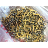 昆明五华区冬虫夏草回收 
