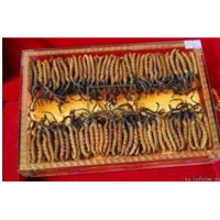 昆明盘龙区冬虫夏草回收 