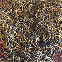 昆明呈贡县冬虫夏草回收 