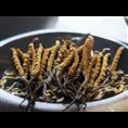 昆明冬虫夏草回收|昆明虫草回收 