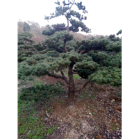 浙江造型五针松树苗批发