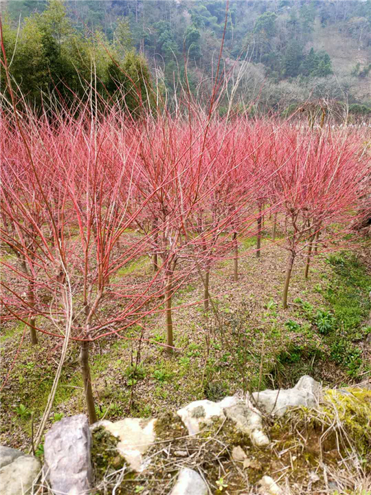 赤枫树种植基地 
