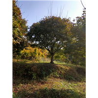 红枫树种植基地 