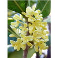 浙江桂花直销-浙江桂花树价格-浙江桂花树