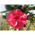 浙江茶花