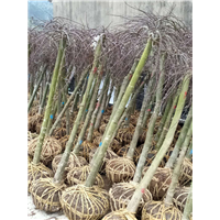 羽毛枫栽培技术 