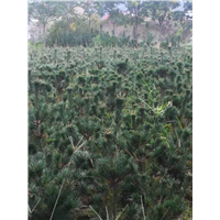五针松小规格树苗 