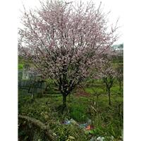 浙江樱花、宁波樱花基地-精品樱花批发