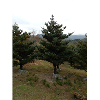 五针松大苗 