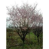 浙江樱花、宁波樱花基地-精品樱花批发