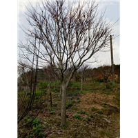 浙江樱花树销售，樱花树供应商 
