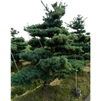 浙江8公分造型五针松大量供应！ 
