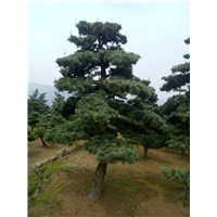 浙江造型五针松大规格树苗
