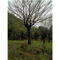 浙江梅树树苗批发