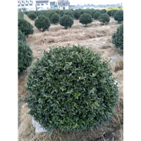 浙江茶梅球树苗批发