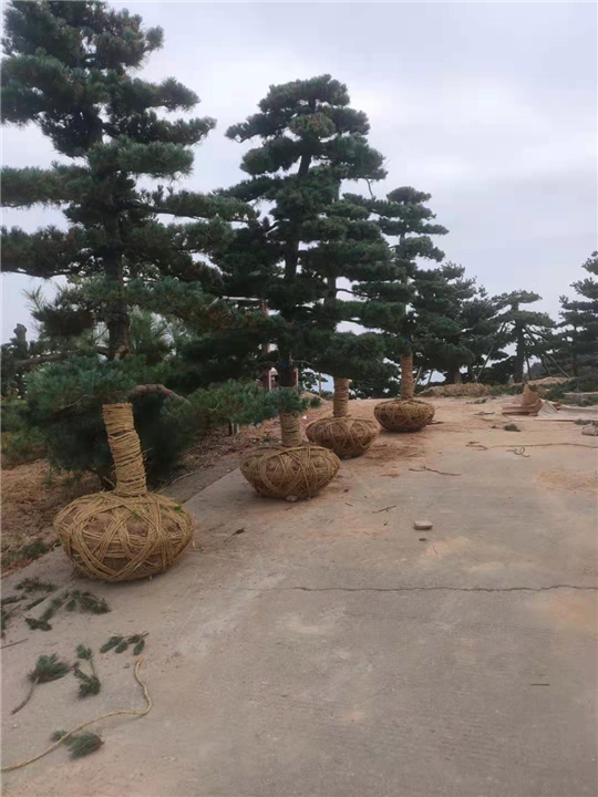 浙江造型五针松