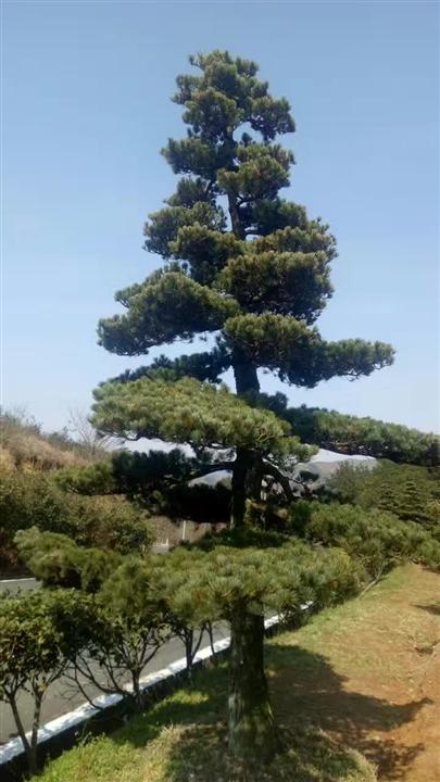 浙江造型五针松、宁波造型五针松基地