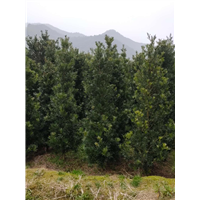 罗汉松树苗 
