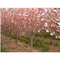浙江樱花--浙江樱花苗=-浙江樱花小苗