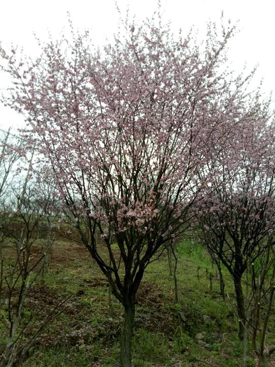 浙江樱花、宁波樱花基地-精品樱花批发