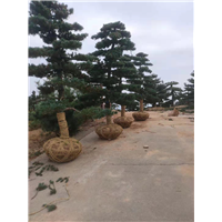 浙江造型五针松