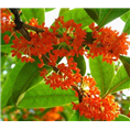 浙江桂花直销-浙江桂花树价格-浙江桂花树