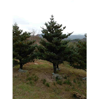 浙江五针松树苗批发